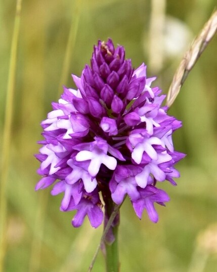 Pyramidal Orchid - high res DSLR photo taken on The Cunnigar , Dungarvan Bay in mid June 2023. 