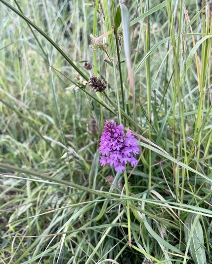 Pyramidal Orchid - Phone camera shot of one hiding in the long uncut meadow at Castletown House, Kildare in mid June 2023. 