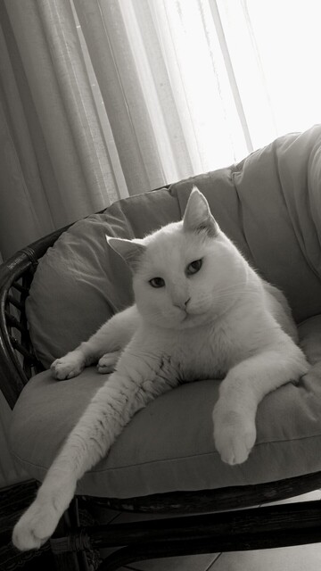 Ridiculously photogenic white cat (Toulis), sitting on his favorite cushioned armchair, looking at you, sending you subliminal messages to give him a snack. 