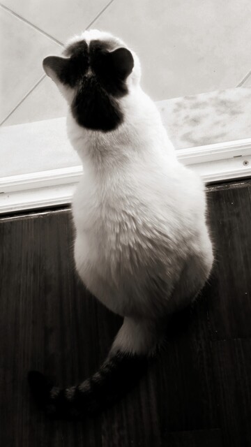Rita, the other white fluff, as seen from behind. Her head and ear markings look like a pansy. She is sitting right between the room and the balcony, because all spaces are ok for cats, positives and negatives too, but their favorites are those in-between, the could or could not happen situations, and that's why they dislike the absolutism of doors.
Rita stands there patiently, hunting cicadas that may or may not land carelessly on her undoubted territory.