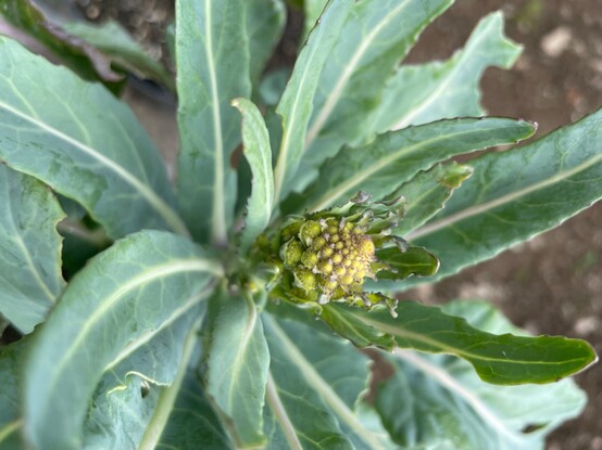 Romanesco head