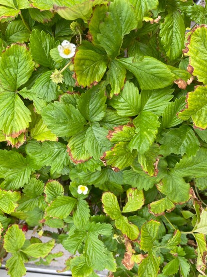 Wild strawberry flowers

