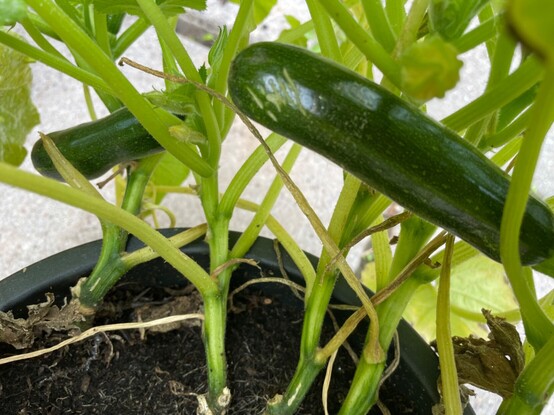 Courgette