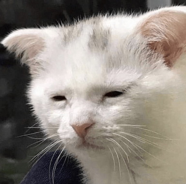 White cat with a tired expression in their eyes. 