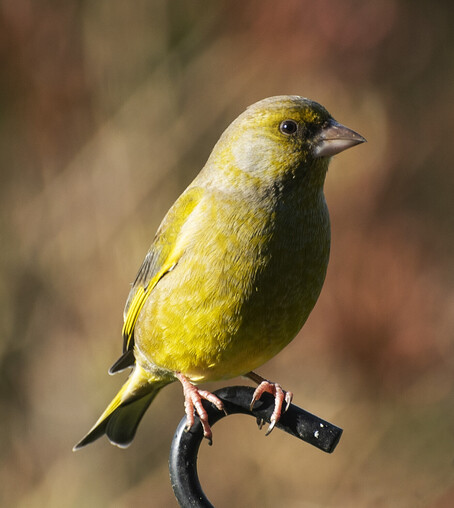 A close up image of a siskin - a predominantly yellow bird in the photo.