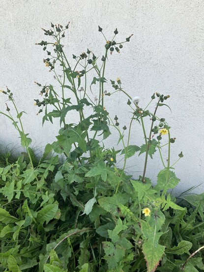 A slightly more burly looking thing, with admittedly spindly stems and yellow flowers, but it has some serious leaf action going on. I also do not know what this plant is.