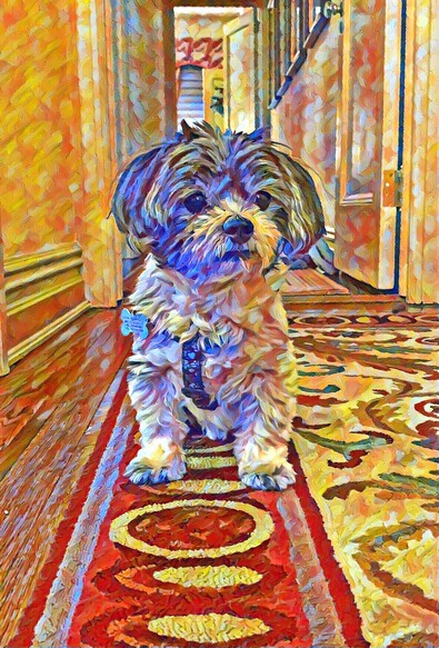 Rendering of JoJo, a small black and white terrier which reminded me of Vincent Van Gogh’s palate and technique courtesy of the #BeFunky app 