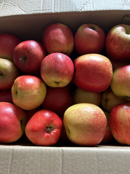 Box of amazing smelling red-yellow large apples, from The Apple Farmer, Cahir, Co. Tipperary, Ireland 