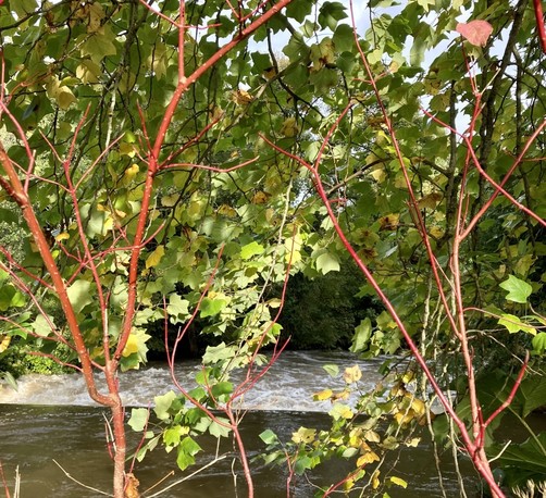 A muddy frothy river viewed through lacy leaves and red stems all lit up by the autumn sunshine 
