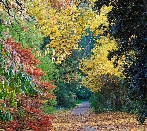 On both sides of a woodland path (part of a large garden at Fota House), trees (also the many leaves on the path) display autumn colours