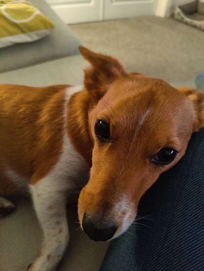 Close up of tan and white coloured Jack Russell terrier dog