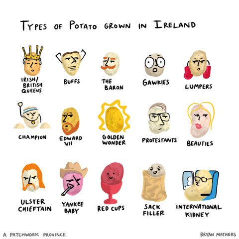 Types of potatoes grown in Ireland in the past.