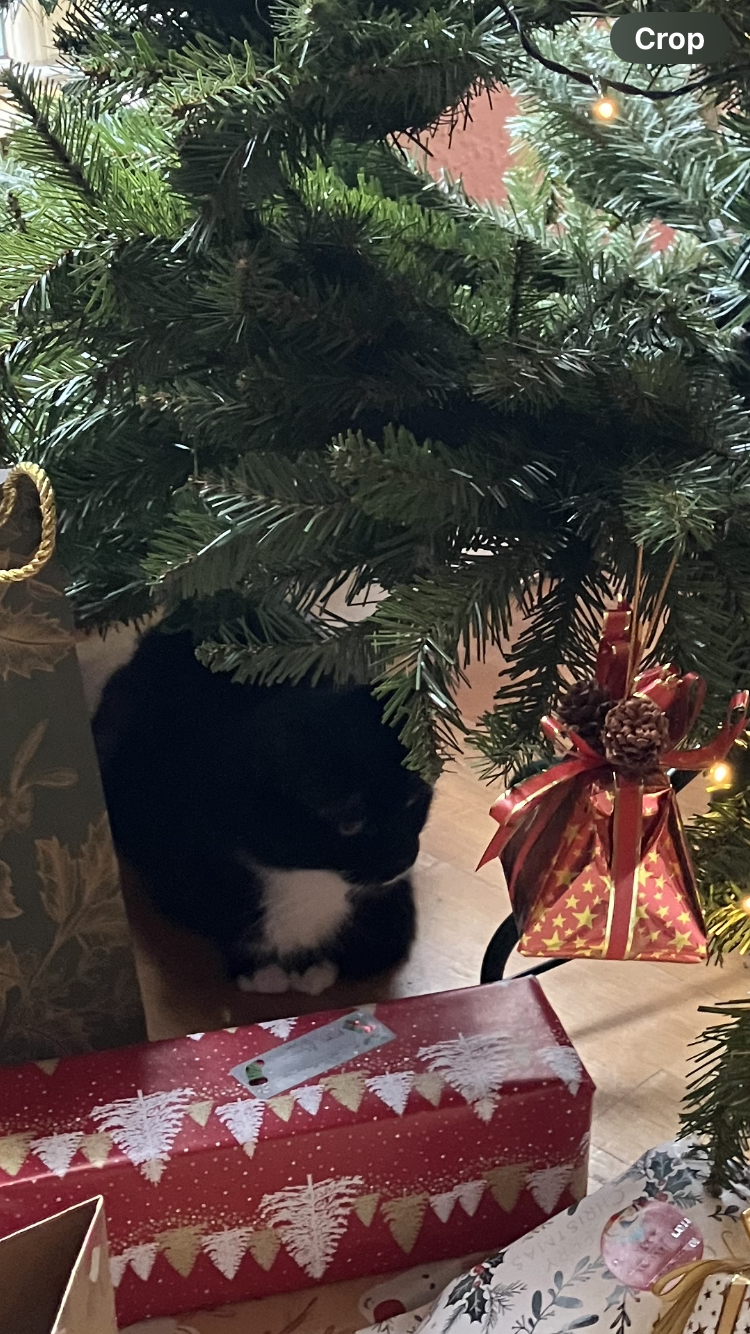 Black Cat Hiding in Christmas Tree Premium Gift Wrap Wrapping