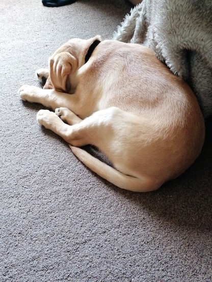 11 week old Yohan sleeps contentedly curled up at the feet of my son who is covered in a grey fur blanket