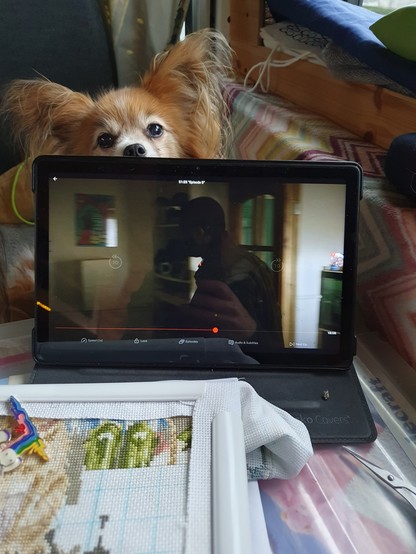 In the foreground, some cross stitching. Then a tablet screen in the middle. In the background, a Papillon head peeks over the tablet 