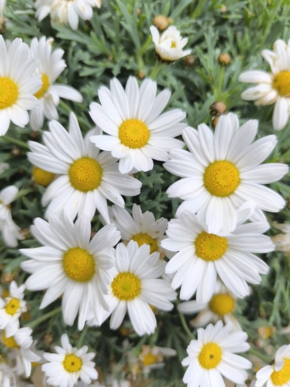 A collection of large yellow and white Marguerite Daisies with their greenery visible in the background.