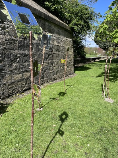 Broken pieces of a glass mirror attached to tree branches in front of a stone wall, with shrubbery above the wall and a grassy foreground.