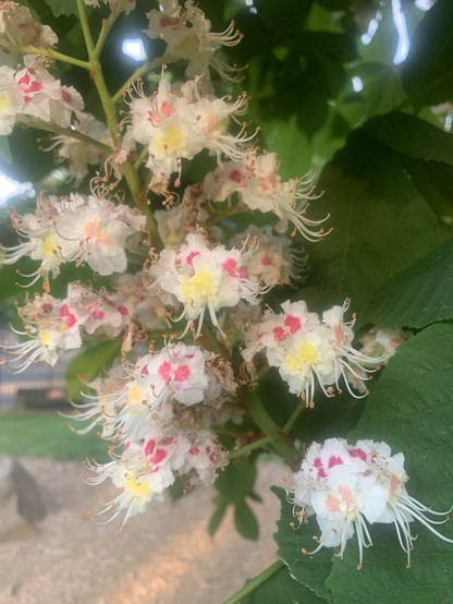 Chestnut tree blooms, primarily a white  flower with speckles of red and yellow
