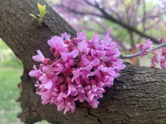 Cluster of purple flowers on the trunk of an Eastern Redbud tree