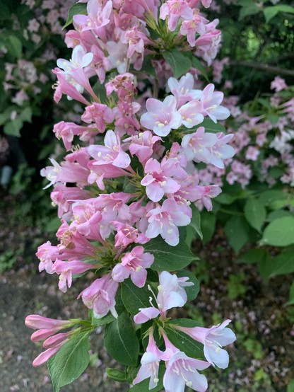 Cluster of pink and white tubular Weigela flowers