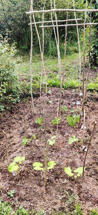 Six rows of bean seedlings, with stakes. Vegetation/trees in the background