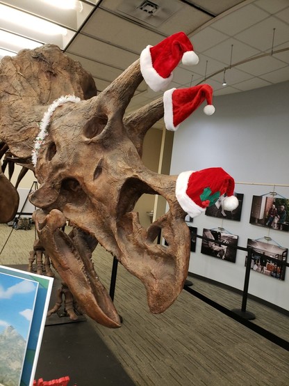 Triceratops skeleton with 3 Santa hats.