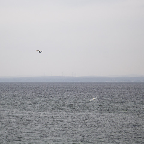 A photo taken at Galway Bay showing the sea, a coast in the distance, and two Black-headed gulls fishing - one in flight, the other just about to dive into the water.

Das Foto wurde an der Galway Bay aufgenommen und zeigt das Meer, eine Küste in der Ferne und zwei Lachmöwen beim Fischen - die eine im Flug, die andere gerade im Begriff, ins Wasser zu tauchen.