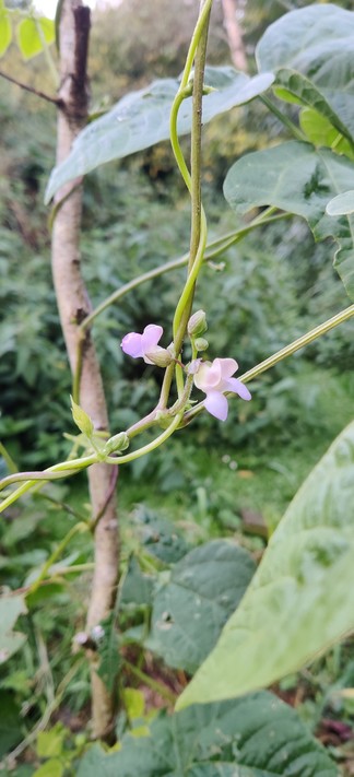 Greek climbing bean #00445 with pinkish flowers