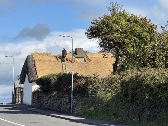 Thatched cottage getting a new roof. A thatcher is standing on a ladder to the left of the chimney tidying up the final sheeves of thatch along the roofline of a thatched cottage in the autumn sunshine under a blue sky with a few clouds. A tree and some bushes are visible on the left obscuring the right hand section of the cottage. 