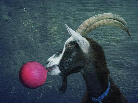 Side portrait of a black and white goat against a dark blackboard-like background. The goat is blowing up a pink balloon (not for real of course; photomanipulation).