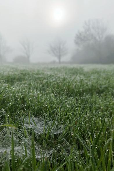 Photograph of a foggy morning, from the ground - the foreground is dewy grass covered in cobwebs, while in the background a milky sun peers through the fog
