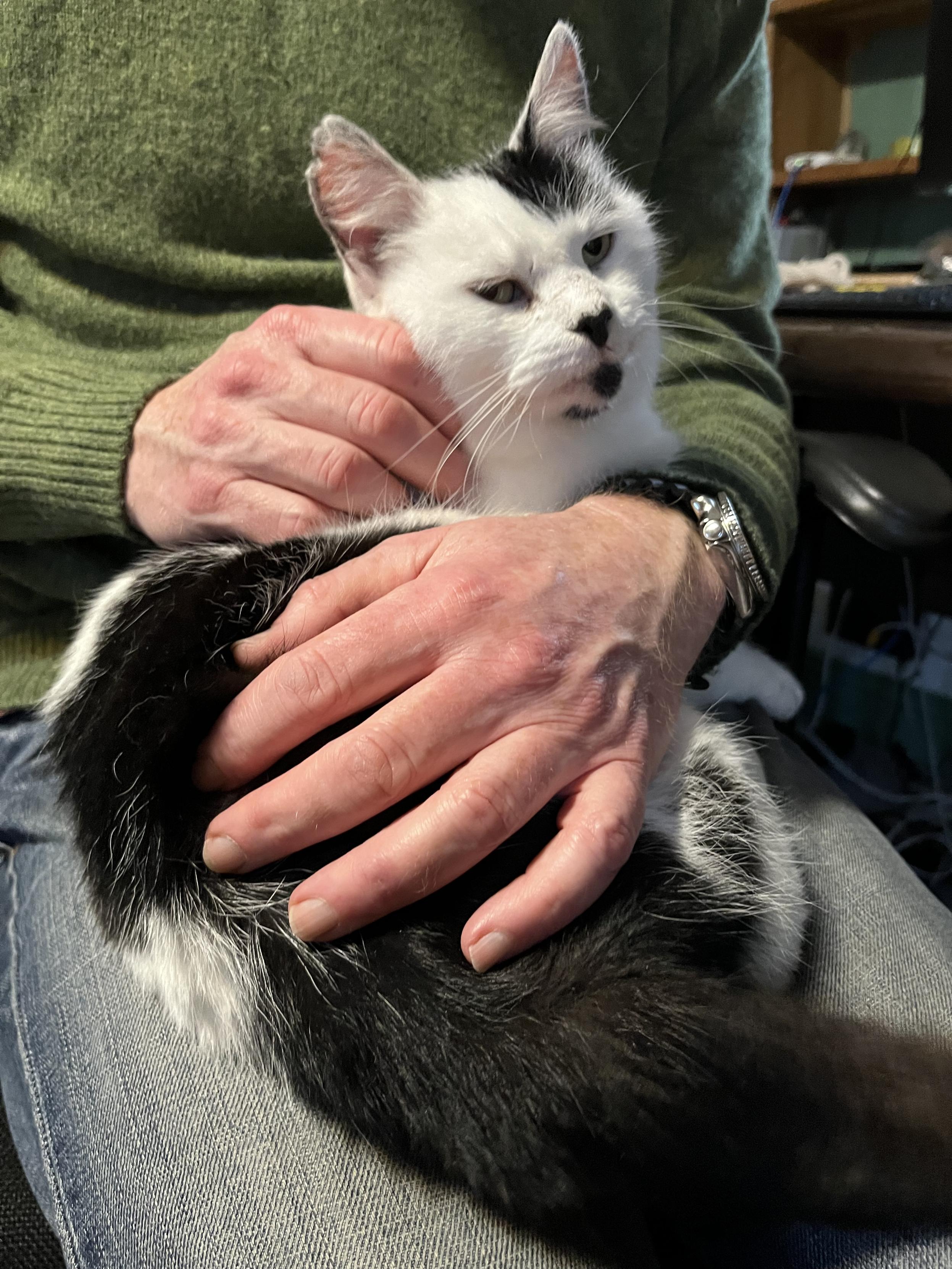 A little white and black cat, with a black, heart-shaped nose, sitting on the lap of a man wearing a green pullover.