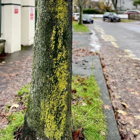 A tree trunk with a vibrant yellow-green streak running vertically along its surface, surrounded by wet ground and fallen leaves. A roadway with parked cars is visible in the background.