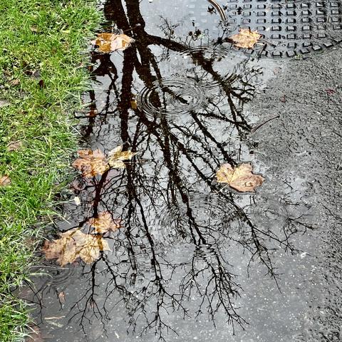 A puddle reflects a bare tree and fallen leaves, with ripples indicating recent raindrops. The scene includes green grass and a textured surface nearby.