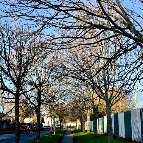 A tree-lined sidewalk stretches into the distance, featuring bare branches against a clear blue sky. A few cars are visible on the road beside the path, with greenery on the ground and a hint of sunlight illuminating the scene.