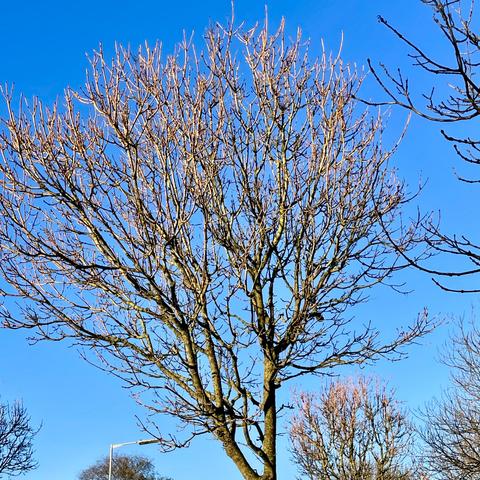 A bare tree with a network of branches against a clear blue sky, showcasing a chilly, winter scene.