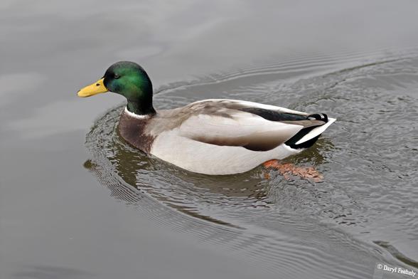 A mallard duck swimming on a lake. 