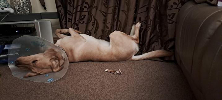 Yohan is laid flat out. Upside down. Front legs in the air. Back legs also upwards. Tail straight out behind. Fully asleep. Butting up against the TV unit. With his cone on. He is 2 days post op on a castration.

Yohan is a 13 month old guide dog puppy in training. His colouring is golden lab. 
