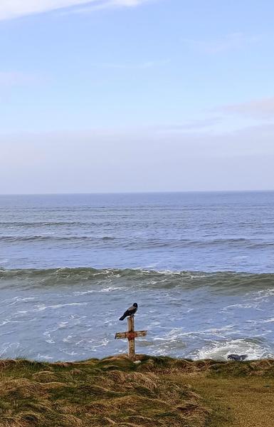 Crow perched on a handmade wooden cross with the Atlantic as a backdrop.