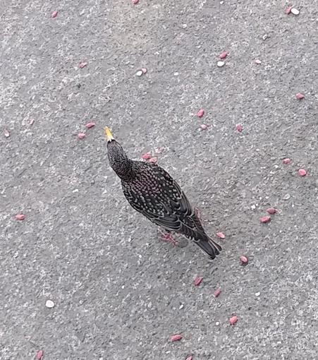 a starling standing on a footpath surrounded by peanuts. 