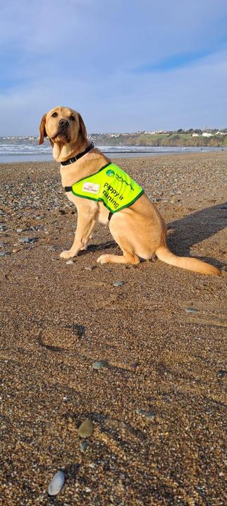 Yohan is a 14 month old golden labrador. He's sitting on a sandy beach in the sunshine. He's wearing his high viz 'Irish Guide dog puppy in training' bib. He's looking towards us. The sunshine of the early morning bathe him in a warm light and cast a long shadow behind. 
