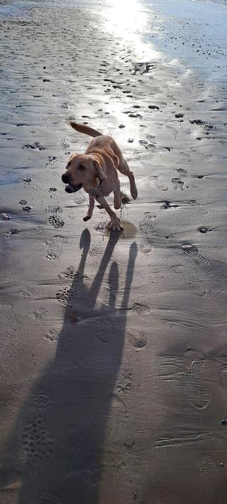 Yohan the 14 month golden lab running around full pelt on the sandy shoreline. The sun is directly behind him and throws the wet beach into bright reflection and highlights the gold in his coat. 