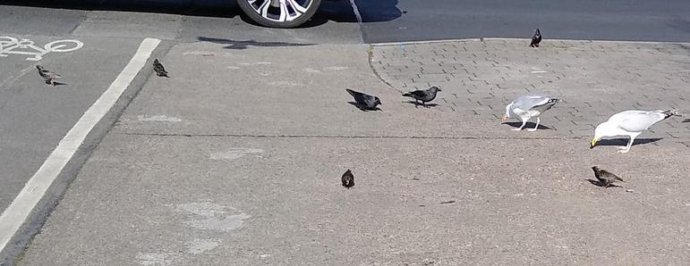 2 gulls, 2 jackdaws plus 5 starlings arrive for food on footpath.