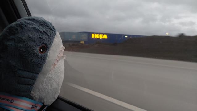 Dr. Blåhaj looking out of a car window as it passes an IKEA store. The bright yellow "IKEA" sign is very clear.
