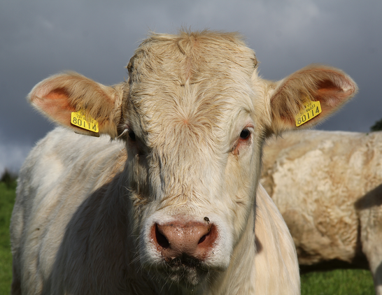 Close-up portrait of a Charolais calf