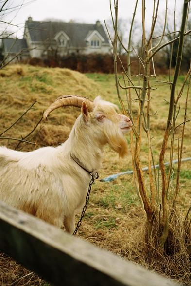 A white goat with curved horns stands beside a tree in a grassy area, with a house visible in the background. The goat is attached to a chain.