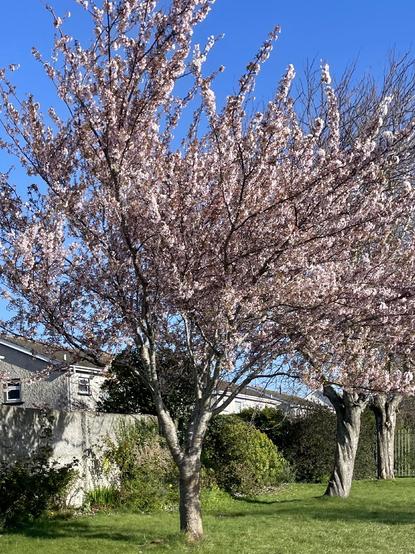 Pink blossom on a tree in a line of trees on a side lawn with pebbledash wall and suburban houses in the background. The sky is clear and bright blue. 