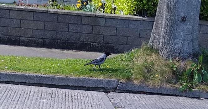 a crow on the kerb at the base of a tree waiting to grab some of the dropped food.