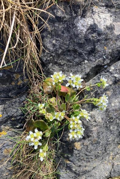  Pic shows a plant growing out of the grey rock, and surrounded by clumps of grass. The plant has bright green leaves and small 4 petaled flowers on long stems. The flowers have a pale lilac green centre

 