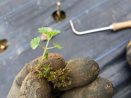 A muddy garden glove holds up a tiny young nettle, the size of a thumbnail, plucked from a plot of young apple trees. A clump of moss came up with the nettle and was replaced on the soil. Out of focus on the ground is an L-shaped spike with a wooden handle, which I used for weeding.
